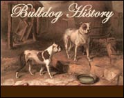 Old bulldogs of the 1800s