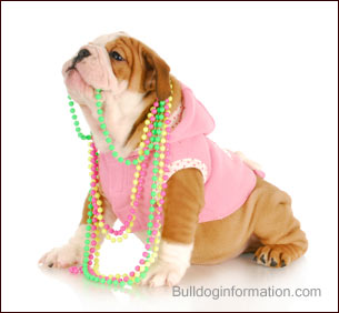 Bulldog puppy in pink hoody