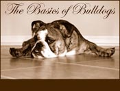 Bulldogs Starter's Guide