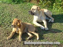 two boerboels male and female