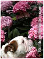 Bulldogs smelling flowers