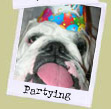 Partying Bulldogs